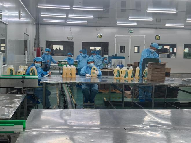 滴油流出广东韶关油茶产业新未来麻将胡了从餐桌走向梳妆台 一