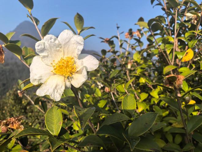 滴油流出广东韶关油茶产业新未来麻将胡了从餐桌走向梳妆台 一(图4) 滴油流出广东韶关油茶产业新未来麻将胡了从餐桌走向梳妆台 一(图4)